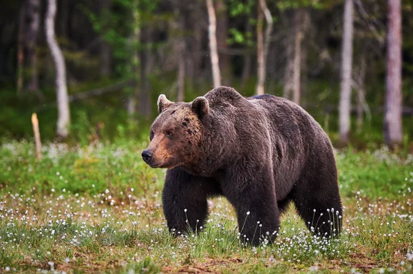 Медведь Браун — стоковое фото