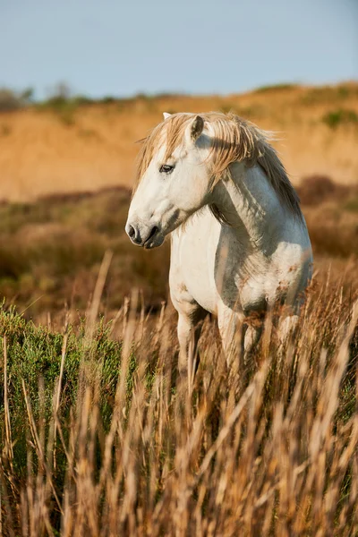 Белая лошадь Камарга — стоковое фото