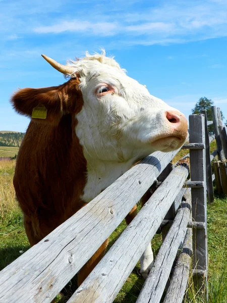 Крупним планом корова — стокове фото