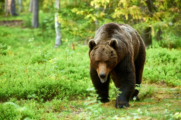 Nagy barna medve az erdőben — Stock Fotó