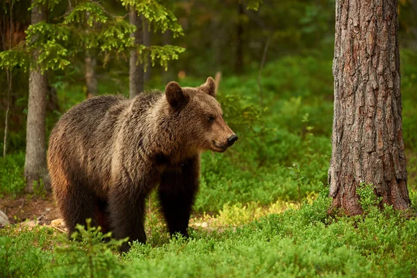 Nőstény barna medve — Stock Fotó