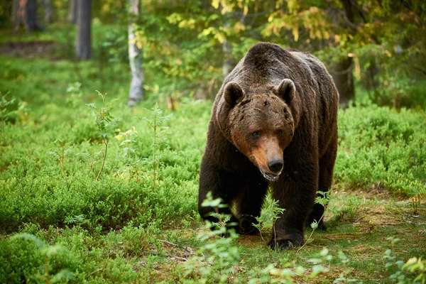 Большой бурый медведь в лесу — стоковое фото
