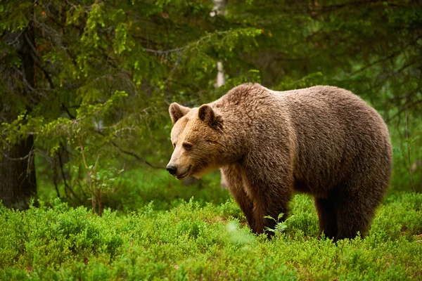 Samice medvědice hnědá — Stock fotografie