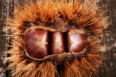 Eski bir tablo üzerinde kestane