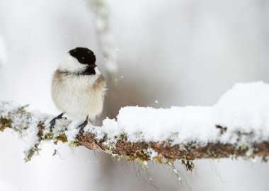 Kış söğüt baştankara