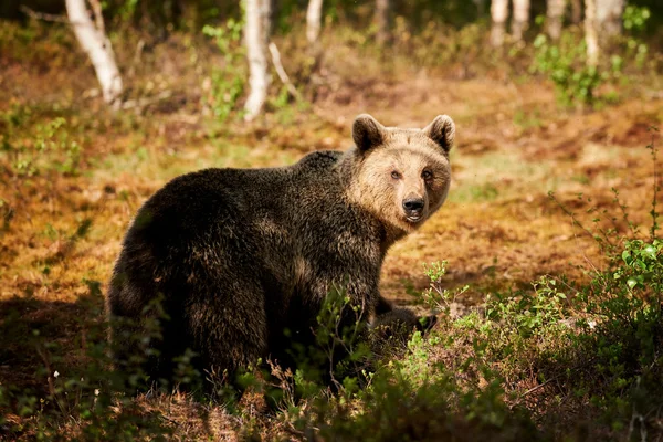 Krásné ženské medvěd hnědý ve Finsku — Stock fotografie