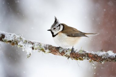 Kar yağıyor ise kışın baştankara tepeli