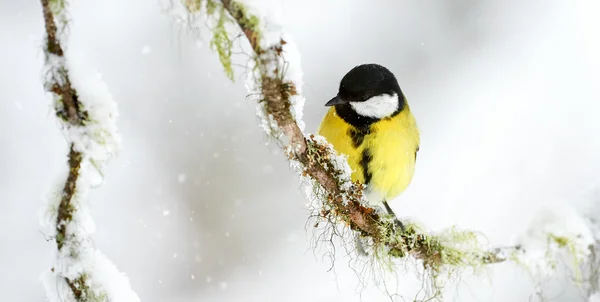 Kohlmeise im Winter — Stockfoto