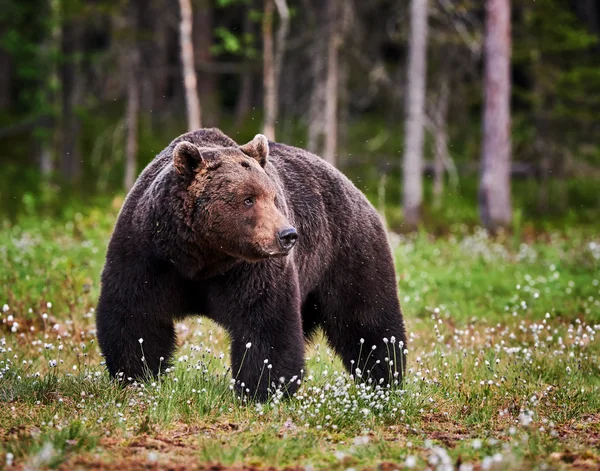 Manliga brunbjörn — Stockfoto