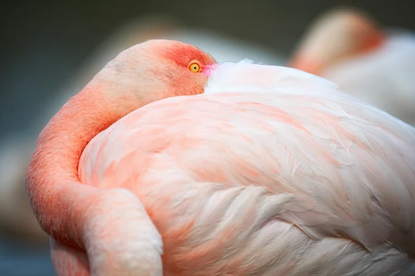 Hermoso flamenco rosa (Phoenicopterus roseus ) —  Fotos de Stock