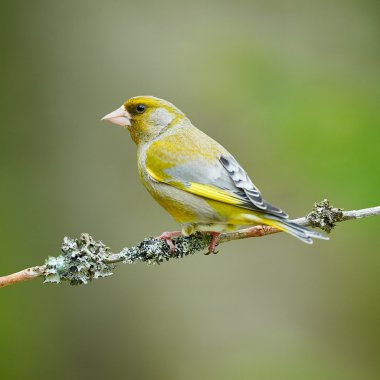 Güzel erkek Greenfinch