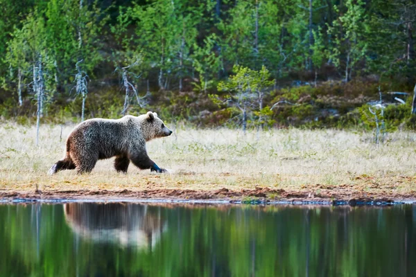 Ours brun dans la forêt — Photo