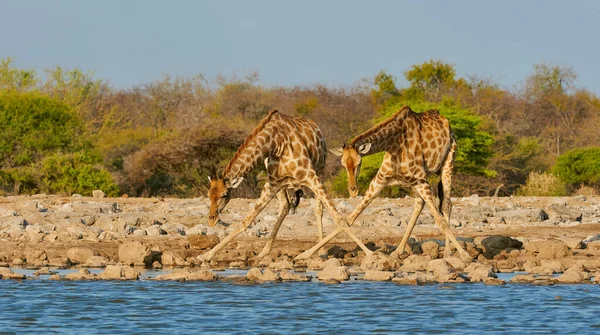 在纳米比亚 两只长颈鹿在一个水坑里喝水 长颈鹿在饮水时很容易受到掠食者的攻击 — 图库照片