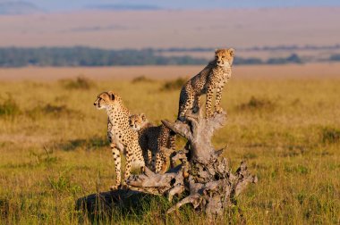 Üç çitalı aile, anne ve yavrular Afrika savanasında ufku tarıyorlar..