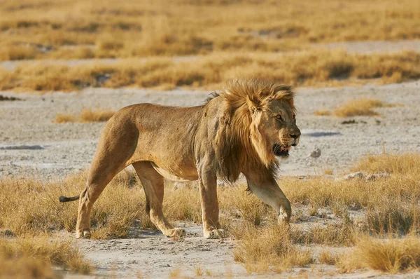 Ett Stolt Lejon Panthera Leo Går Den Heta Namibianska Solen — Stockfoto