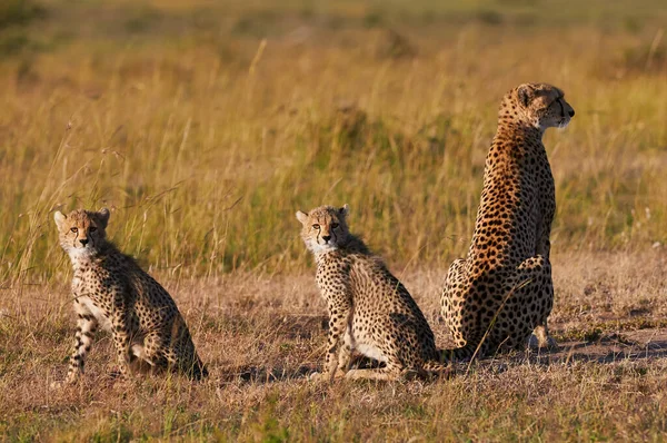 Familie Van Drie Cheeta Moeder Welpen Scannen Horizon Afrikaanse Savanne — Stockfoto
