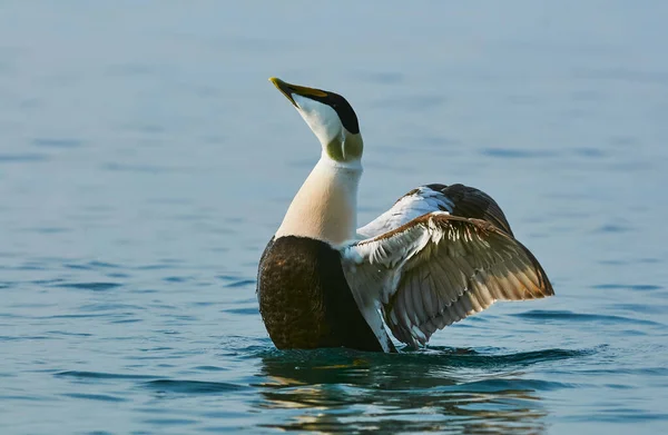 Eider Común Masculino Nadando Agua Azul —  Fotos de Stock