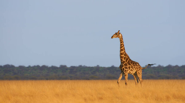 Giraffe, Giraffa camelopardalis, roaming free in namibian savannah.