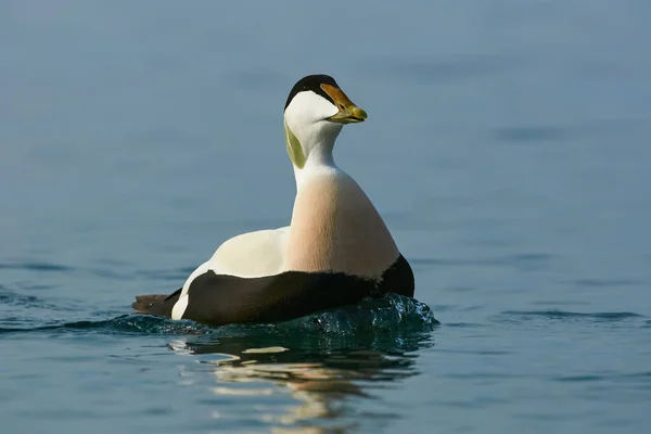 Male Common Eider Swimming Blue Water — Stock Photo, Image