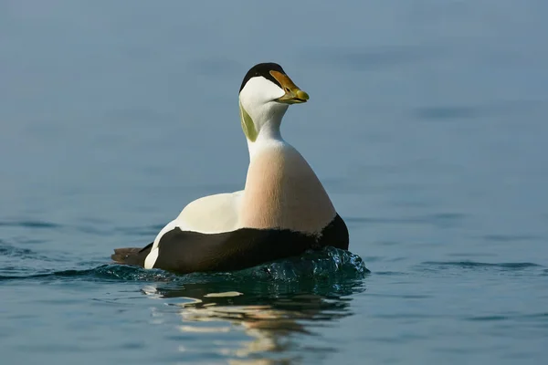 Muž Obyčejný Eider Plavání Modré Vodě — Stock fotografie