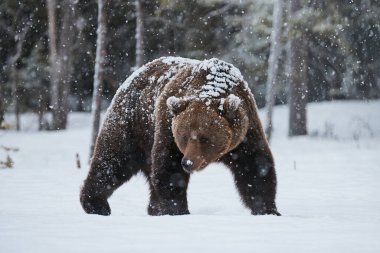 Finlandiya 'da kar yağışı yağarken kar üzerinde yürüyen güzel kahverengi ayı.