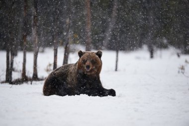 Kahverengi ayı kar altında yatıyor ve soğuk bir nisan gününde şiddetli bir kar altında