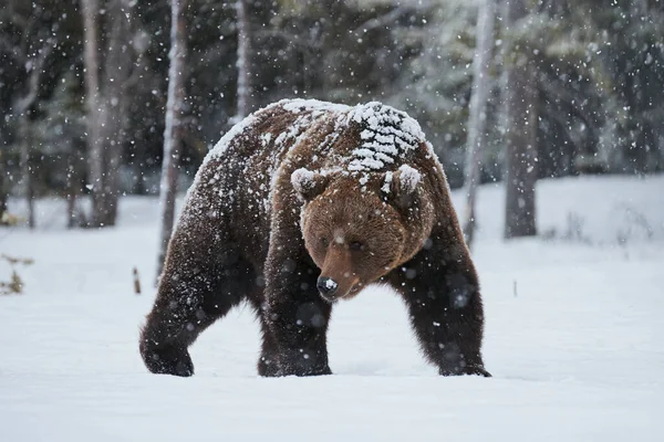 Krásný Medvěd Hnědý Procházky Sněhu Finsku Zatímco Klesá Silný Sníh — Stock fotografie