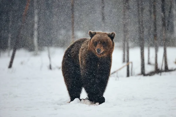 Belo Urso Marrom Andando Neve Finlândia Enquanto Desce Uma Forte — Fotografia de Stock
