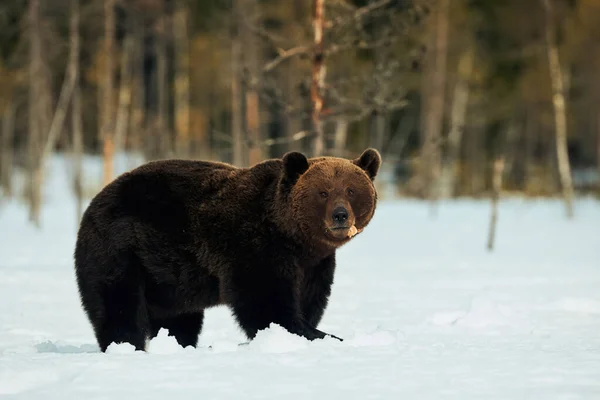 Brown Bear Стоїть Снігу Навесні Прокидається — стокове фото