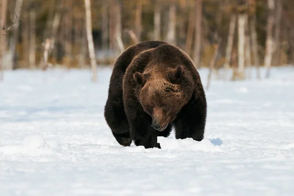 Big Brown Bear Photographed Late Winter While Walking Snow Finnish — Stock Photo, Image