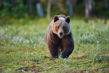Kahverengi ayı finniş taygasında özgürce yürüyor