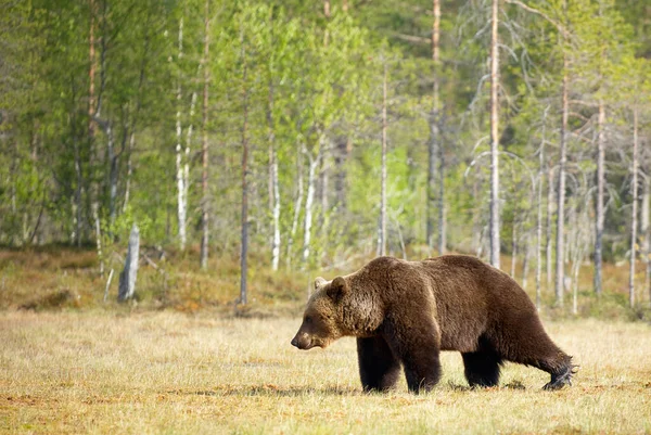 Barna Medve Szabadon Sétál Finn Tajgában — Stock Fotó