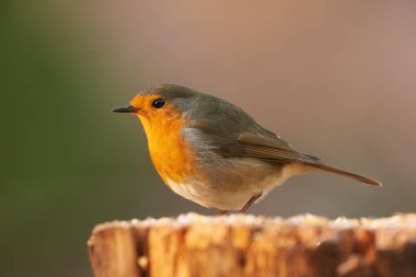 Güzelim Avrupa bülbülü (Erithacus rubecula) sabah vakti fotoğraflandı.