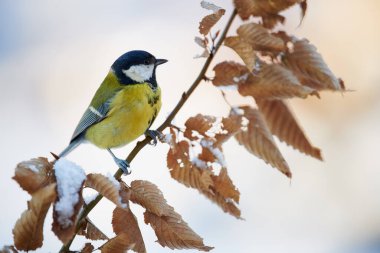 Güzel Marsh pörsümüş bir dalda dinlenme baştankara