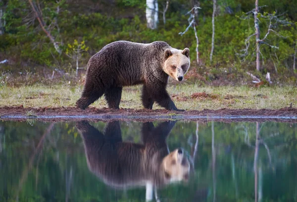 Коричневий Ведмідь Вільно Ходить Фінській Тайзі — стокове фото