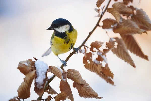 Beautiful Marsh Tit Resting Withered Branch — Stock Photo, Image