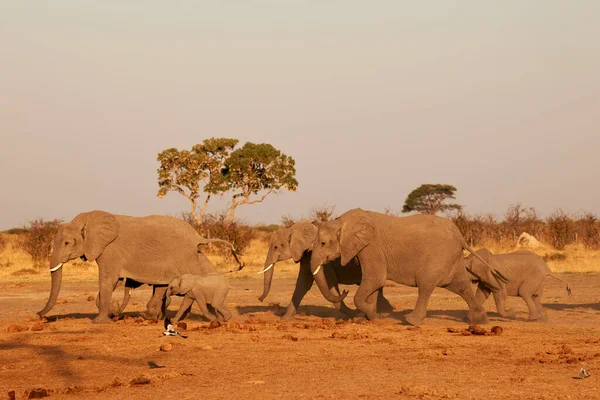 Африканской Саванне Стадо Слонов Loxodonta Africana Ходит Выпить Большой Водопое — стоковое фото