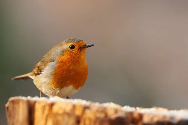 Gyönyörű Európai Vörösbegy Erithacus Rubecula Fényképezett Reggeli Fényben — Stock Fotó