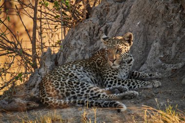 Genç leopar (Panthera pardus) Botswana parkında bir termit tepeciğinin önünde yatıyor..