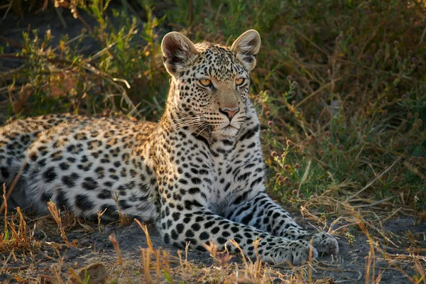 Joven Leopardo Panthera Pardus Tendido Arbusto Parque Botswana — Foto de Stock