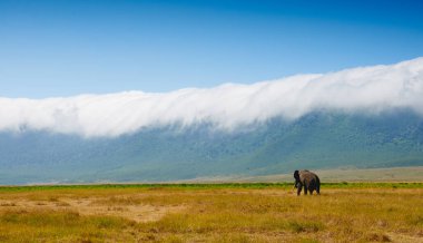 Big elephant walking in the crater of Ngorongoro C.A. in Tanzania, Africa. clipart