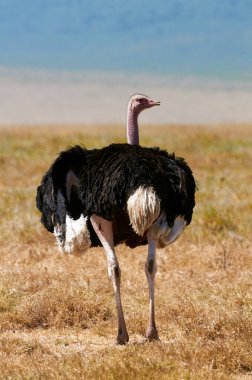 Büyük erkek devekuşu (Struth io camelus), Afrika savanlarında yiyecek ararken arkadan fotoğraflandı..