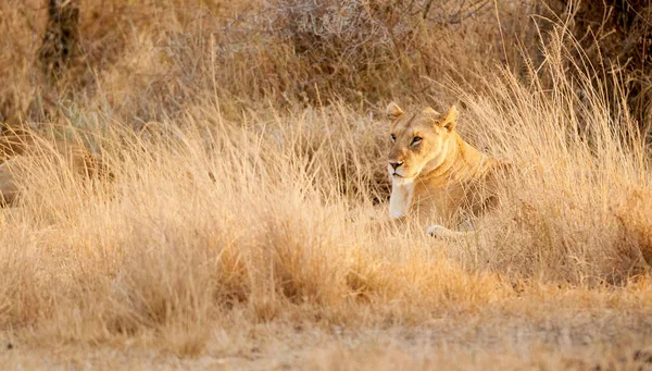 Giovane Leone Panthera Leo Seduto Nella Savana Africana Guarda Intorno — Foto Stock