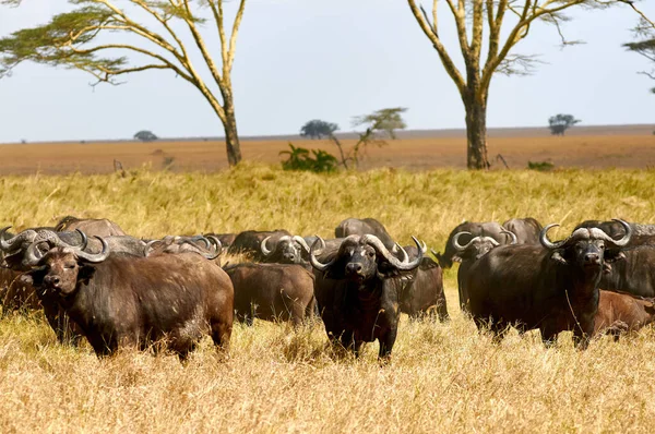 Búfalos Africanos Búfalos Del Cabo Syncerus Caffer Caminando Sabana Africana —  Fotos de Stock