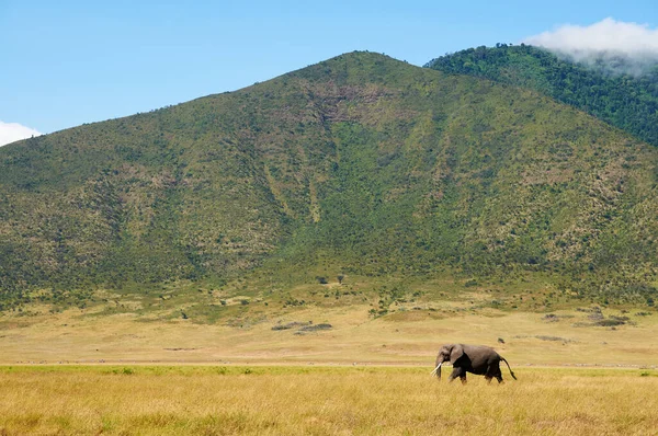 Wielki Słoń Spacerujący Kraterze Ngorongoro Tanzanii Afryka — Zdjęcie stockowe