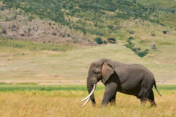 Velký Slon Kráčí Kráterem Ngorongoro Tanzanii Afrika — Stock fotografie