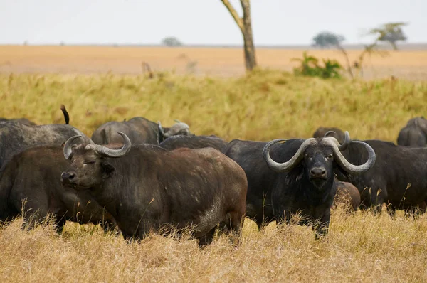 Afrikanska Bufféer Eller Cape Buffalo Syncerus Caffer Promenader Den Afrikanska — Stockfoto