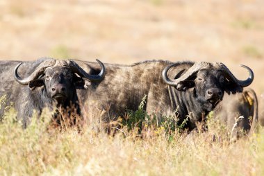 Afrika bufaloları (Syncerus caffer), Afrika bozkırlarında yürürler..