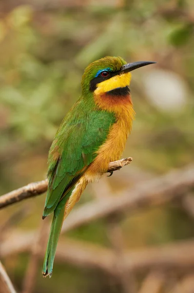 Vacker Och Färgstark Liten Biätare Merops Pusillus Karakteristisk Fågel Från — Stockfoto