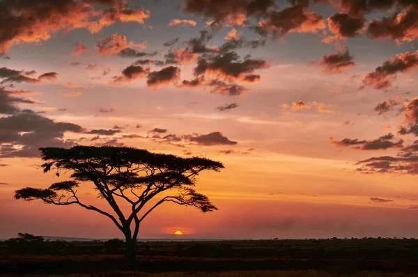 Pôr Sol Africano Savana Parque Nacional Serengeti — Fotografia de Stock